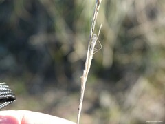 Helictochloa bromoides