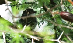 Hemitriccus margaritaceiventer