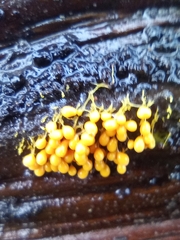 Badhamia utricularis