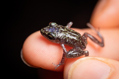 Eleutherodactylus leprus