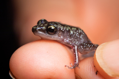 Eleutherodactylus leprus