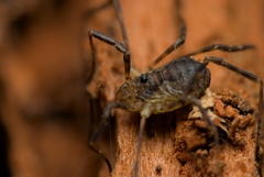 Oligolophus hanseni