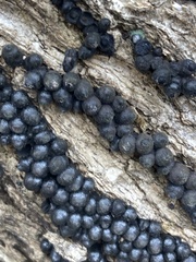 Rosellinia