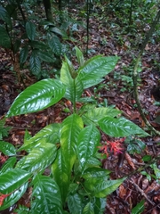 Palicourea longiflora