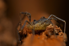 Oligolophus hanseni
