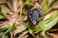 Eleutherodactylus leprus