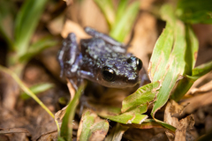 Eleutherodactylus leprus