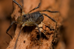 Oligolophus hanseni