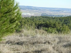 Macrochloa tenacissima