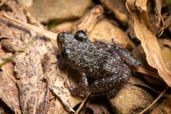 Eleutherodactylus leprus