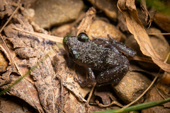 Eleutherodactylus leprus