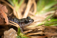 Eleutherodactylus leprus