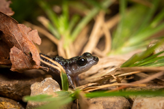 Eleutherodactylus leprus
