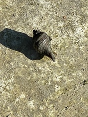 Acanthinucella spirata