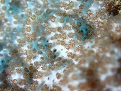 Cladiellidae