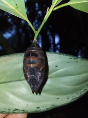 Archaeoprepona amphimachus