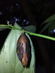 Archaeoprepona amphimachus
