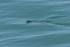 Zalophus californianus