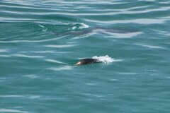 Zalophus californianus