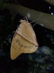 Archaeoprepona amphimachus