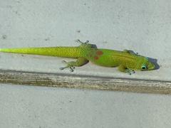 Phelsuma laticauda