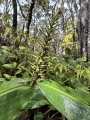 Hedychium