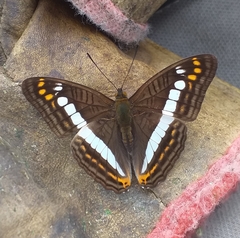 Adelpha alala