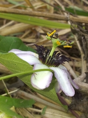 Passiflora dawei