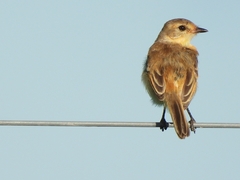 Polystictus pectoralis