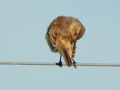 Polystictus pectoralis