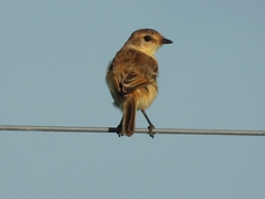 Polystictus pectoralis