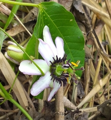 Passiflora dawei