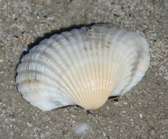 Anadara brasiliana