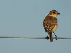 Polystictus pectoralis