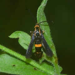 Carmenta pyralidiformis