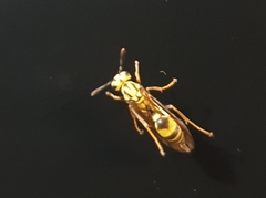 Polybia fastidiosuscula