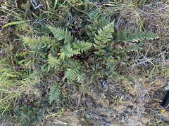 Polystichum oculatum