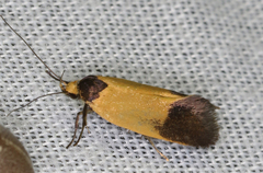 Merocroca automima