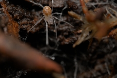 Holoscotolemon querilhaci