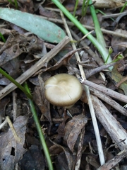 Entoloma