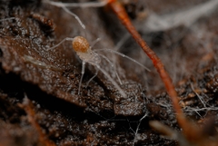 Holoscotolemon querilhaci