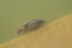 Oreochromis niloticus