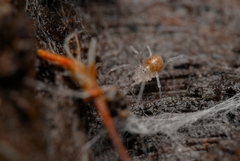 Holoscotolemon querilhaci