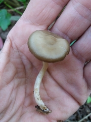 Entoloma