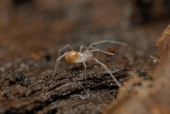 Holoscotolemon querilhaci