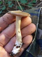 Entoloma