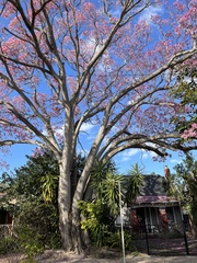 Tabebuia rosea