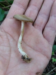 Entoloma