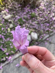 Tabebuia rosea