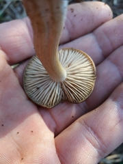 Entoloma